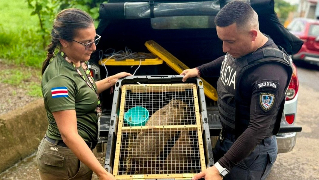 Capibaras, armas y drogas: Policía de Costa Rica frustra operativo de tráfico ilegal sorprendente