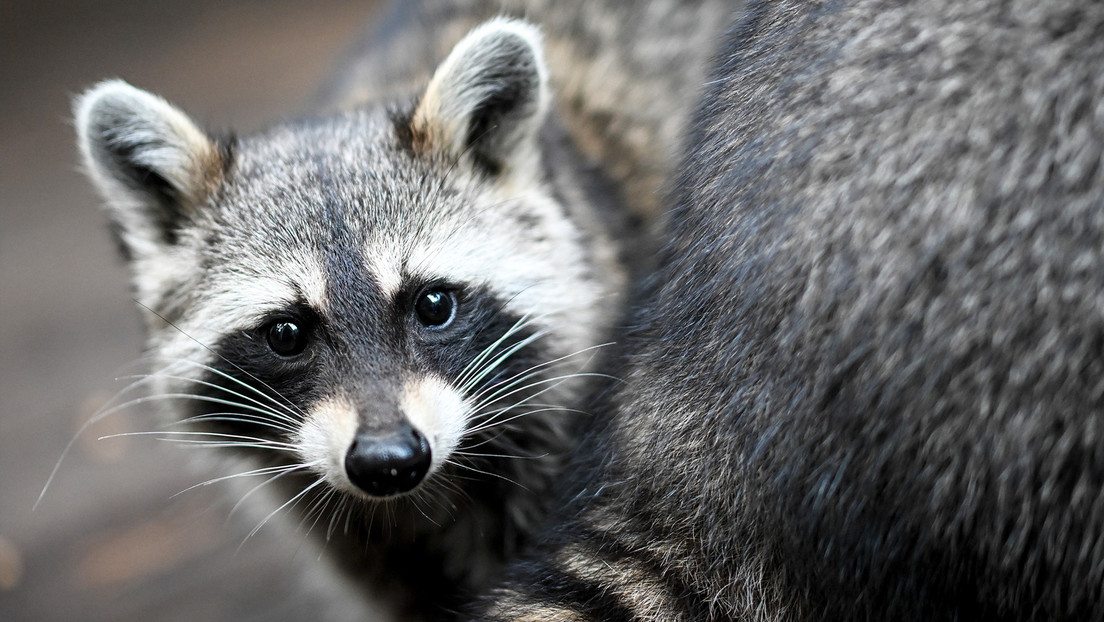Aparece el 'primer' mapache foráneo en Letonia y lo matan