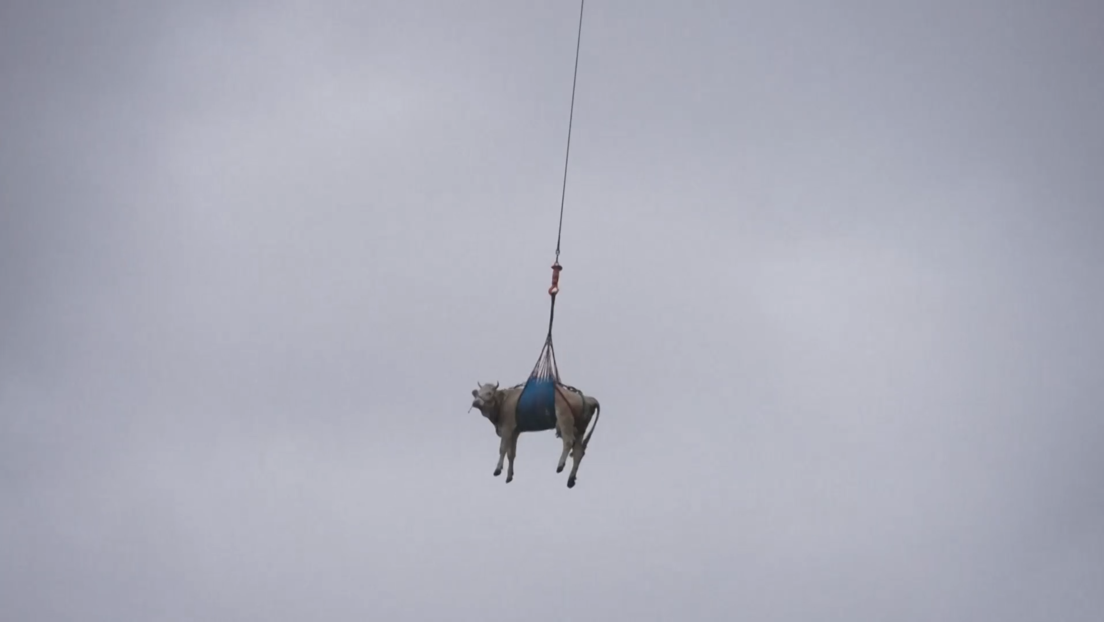 Cuando las vacas vuelan: helicóptero rescata ganado en medio de deslizamientos en Suiza (VIDEO)