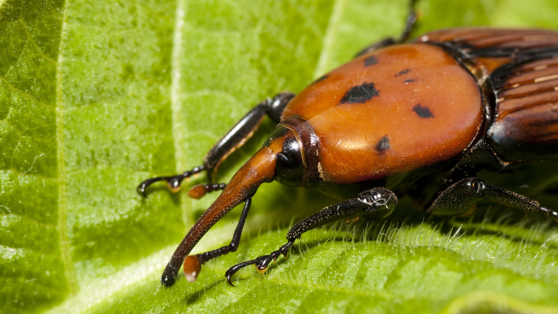Un pequeño insecto desata una emergencia ambiental en Uruguay: ¿de qué se trata?