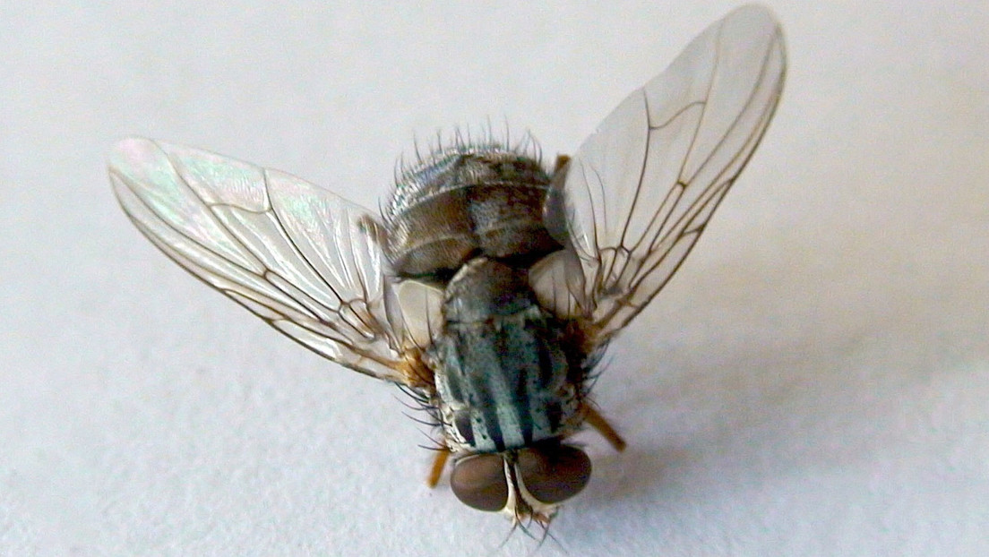 La mosca vampiro pone en jaque a raras especies en Galápagos