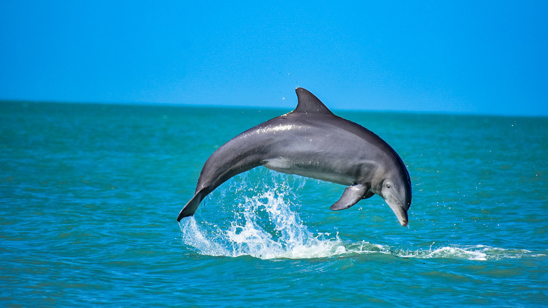 Silbidos que emiten delfines para identificarse entre sí también expresan mensajes ocultos
