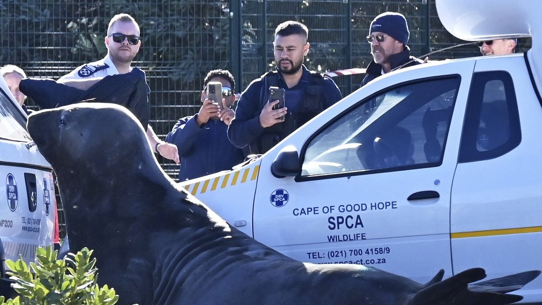 VIDEO: Criatura marina de 2 toneladas se equivoca de camino y termina en las calles de un suburbio