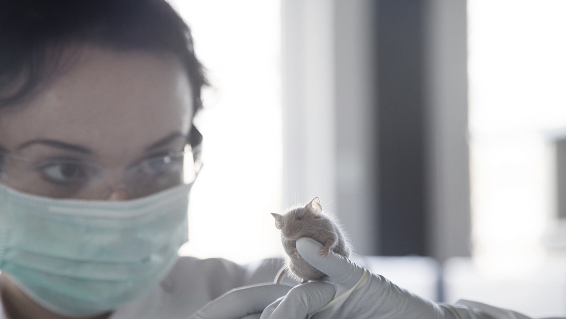 Trump: "Biden gastó ocho millones de dólares para convertir ratones en transgénero"