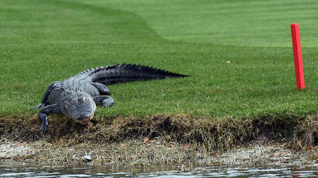 Revelan la causa principal de los ataques de caimanes (y no son los propios caimanes)