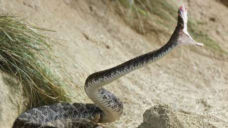 900 dosis de veneno convierten su sangre en un antídoto "sin precedentes" para las mordeduras de serpiente