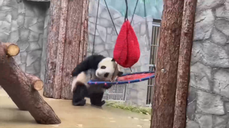 VIDEO: 'Kung Fu Panda' de Moscú en acción