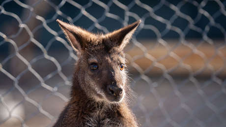 Un canguro ataca a su cuidador y le golpea hasta la muerte