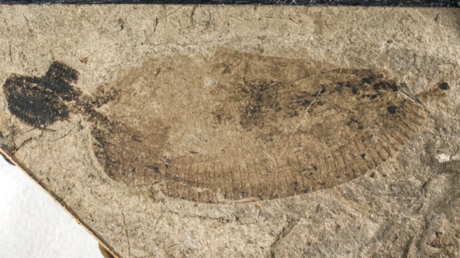 Parásito jurásico: esta gran criatura de hace 165 millones de años pudo haber vivido dentro de los dinosaurios