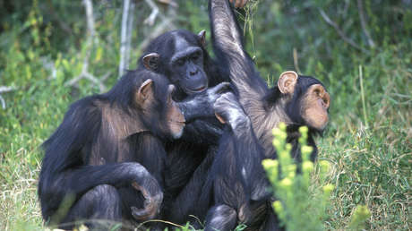 Los chimpancés usan hojas para la higiene y el tratamiento médico