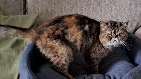 Una gata logra sobrevivir 3 semanas bajo el suelo alimentándose de cerveza e insectos