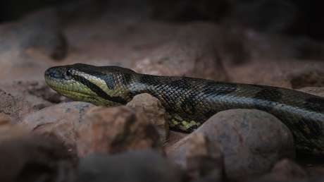 Campesinos hallan una enorme anaconda de más de 10 metros en Colombia