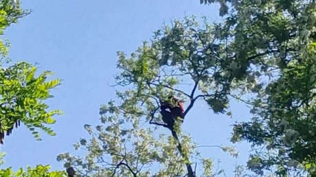 VIDEO: Un hombre ucraniano se sube a un árbol para no ser movilizado