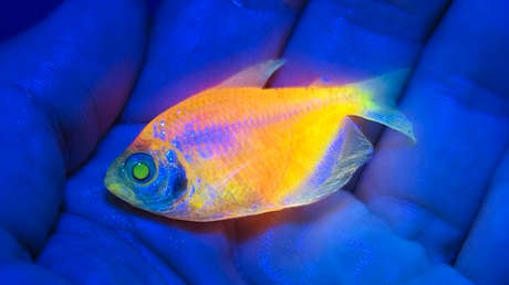 Ciencia, tráfico y crímenes: Los peces que alimentan una lucrativa mafia en Brasil