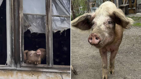 VIDEO: Cerdita que se volvió viral viendo la nieve se salva del matadero y recibe un hogar