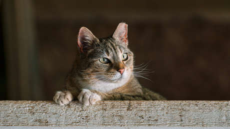 Creador de Sputnik V advierte de una pandemia de 'gripe felina'