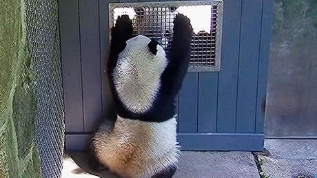 VIDEO: Dos pandas 'coquetean' en un zoo de Washington