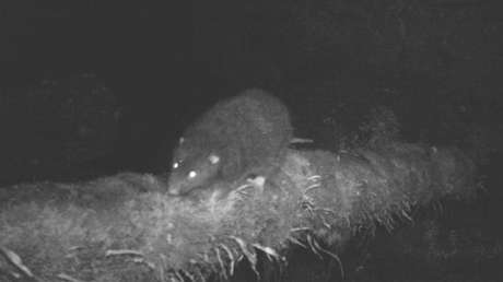 VIDEO: Capturan por primera vez a una rata lanuda gigante de una misteriosa especie