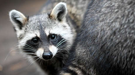 Aparece el 'primer' mapache foráneo en Letonia y lo matan