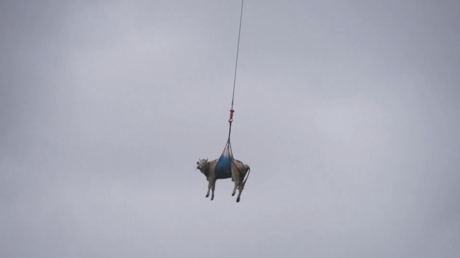 Cuando las vacas vuelan: helicóptero rescata ganado en medio de deslizamientos en Suiza (VIDEO)
