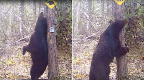 VIDEO: Un oso 'baila' junto a un árbol en una reserva natural rusa