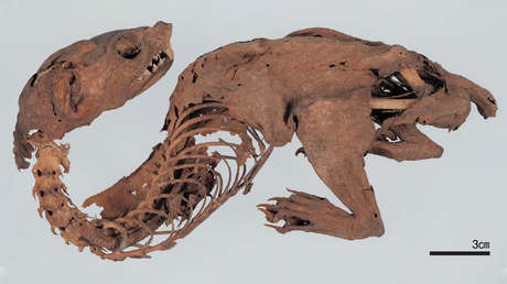 Descifran el misterio de un "dragón arcoíris" momificado