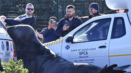 VIDEO: Criatura marina de 2 toneladas se equivoca de camino y termina en las calles de un suburbio