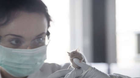 Trump: "Biden gastó ocho millones de dólares para convertir ratones en transgénero"