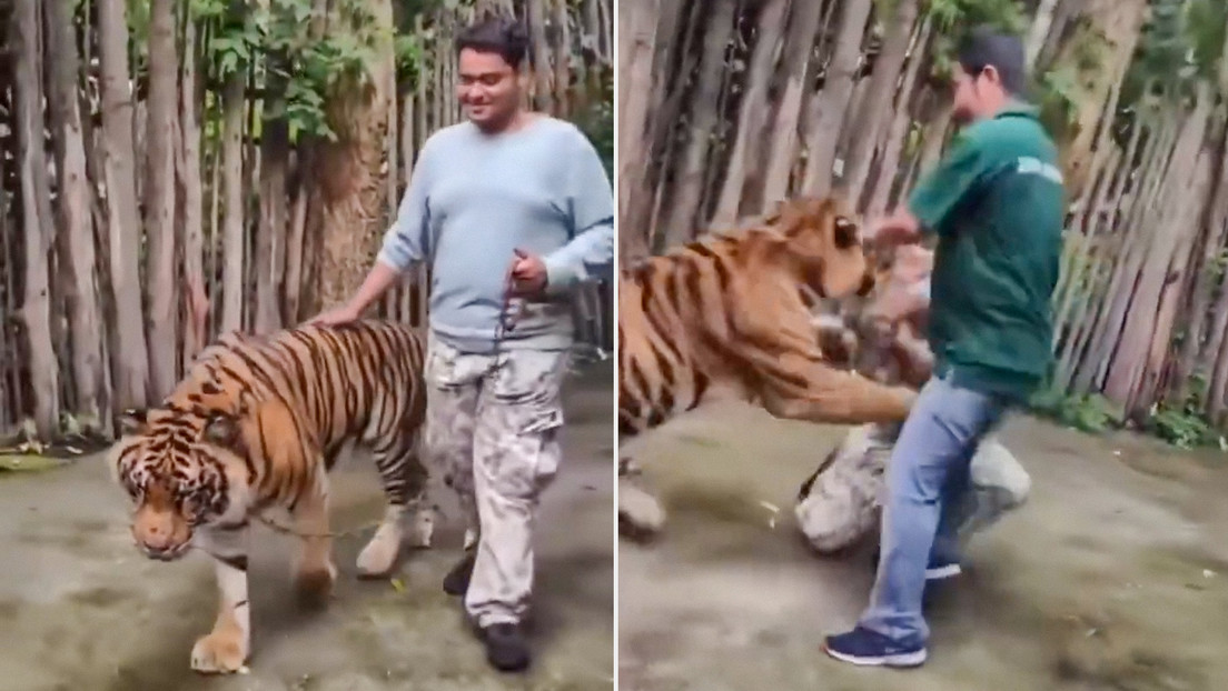 VIDEO: Un tigre ataca a un turista en Tailandia mientras intentaba tomarse un selfi