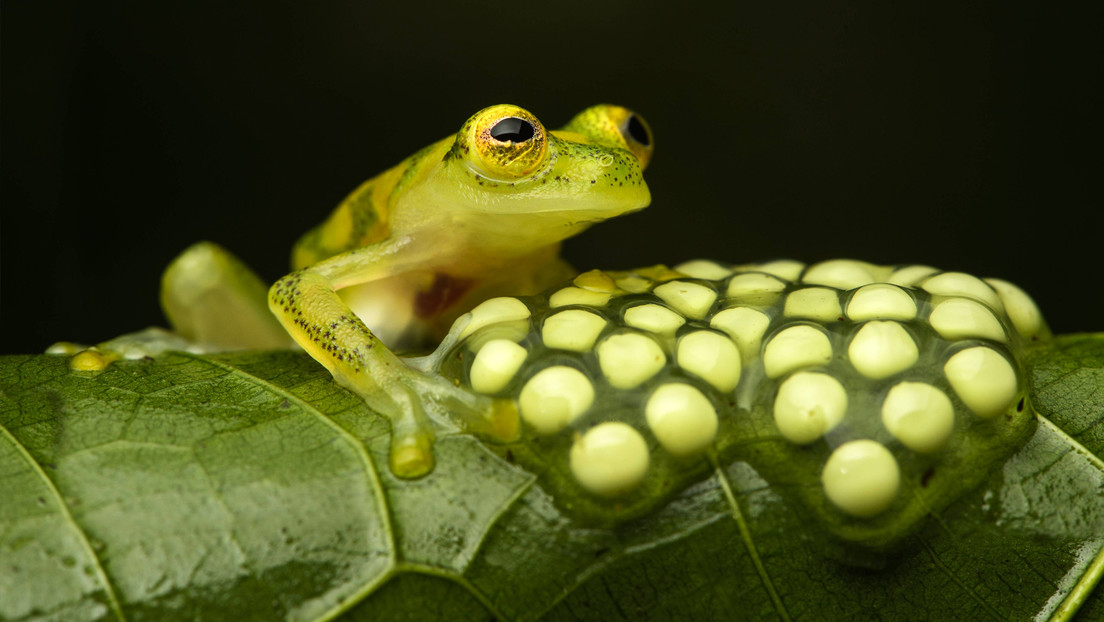 El experimento que permite 'resucitar' un bosque tropical en Suramérica