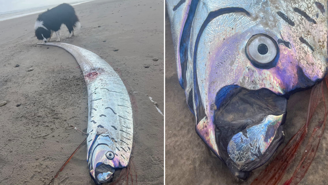 Hallan en una playa un ejemplar de 'pez del juicio final'
