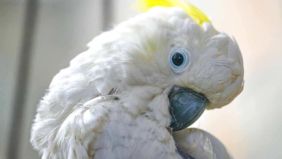 Una cacatúa deja al primer cohete de Australia en tierra al sabotear su lanzamiento