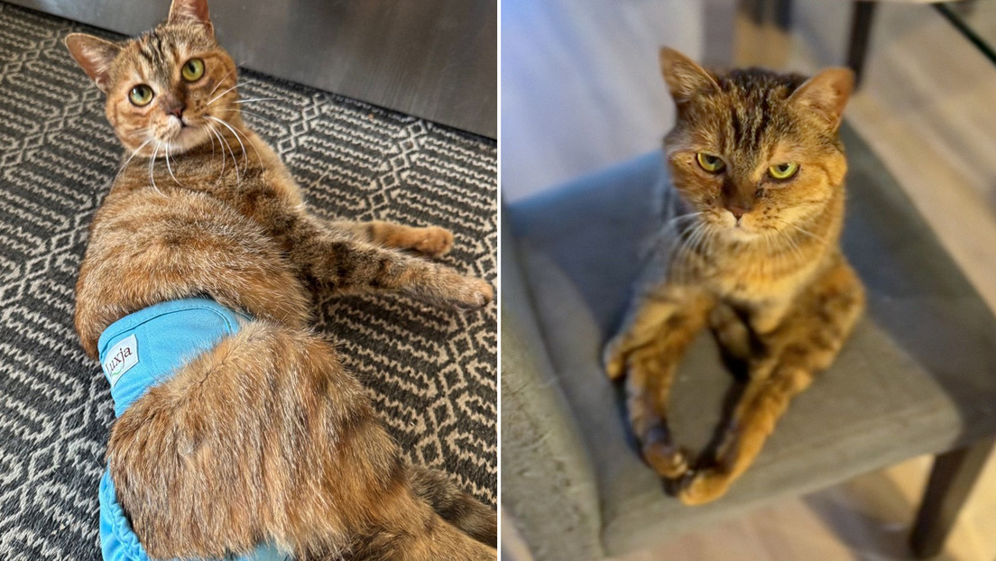 Gata parapléjica recibe una nueva vida y ahora es "la más feliz" de los felinos