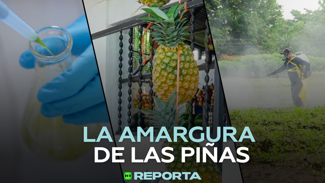La amargura de las piñas