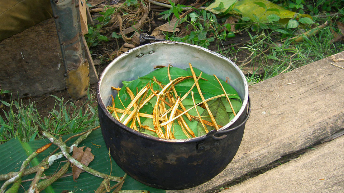 Turista estadounidense muere tras ingerir ayahuasca durante un ritual espiritual en Perú