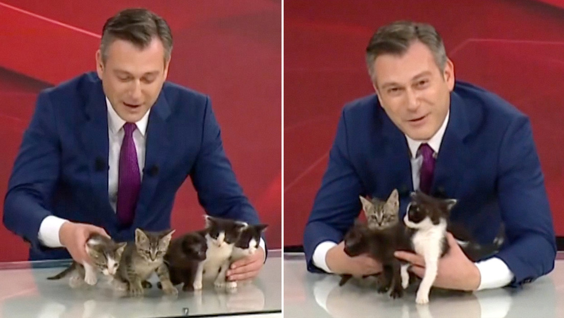 De la calle al estudio: cinco gatitos se adueñan de un noticiero y derriten corazones (VIDEO)