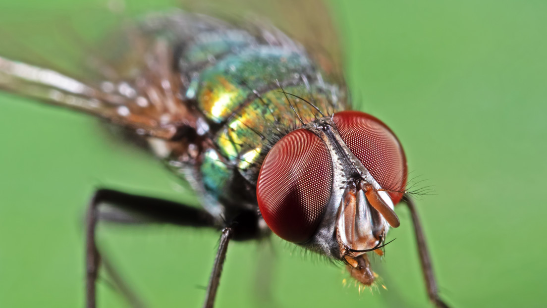 La 'barrera biológica' impulsada por EE.UU. para erradicar el gusano barrenador en México