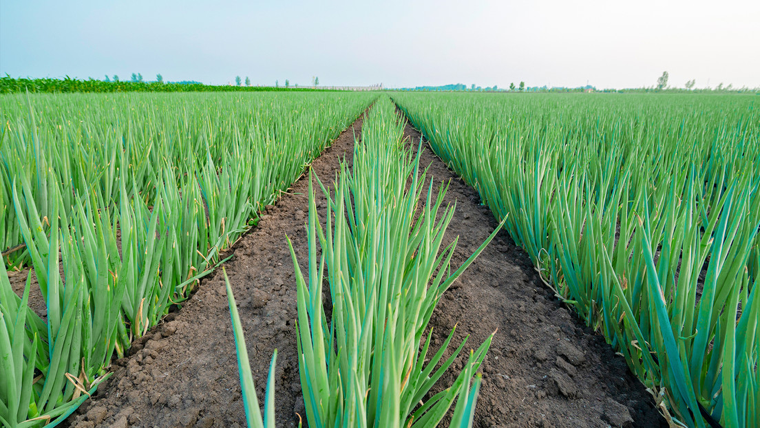 Este tipo de cebolla beneficia tu salud y te ahorrará muchas lágrimas