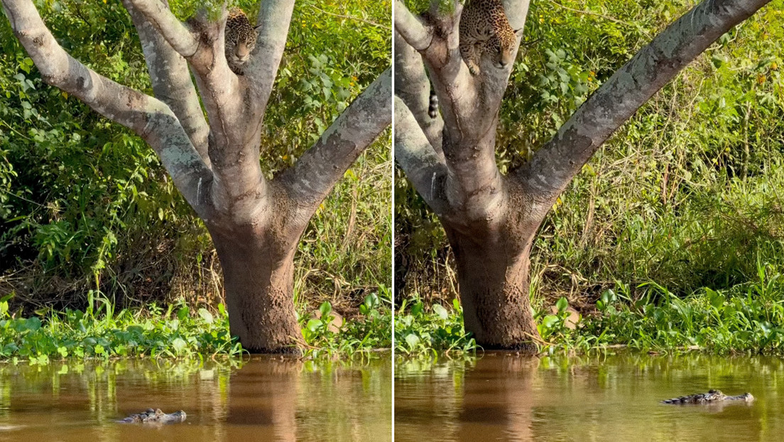 VIDEO: Impresionante lucha entre un jaguar y un caimán en un río causa furor en redes