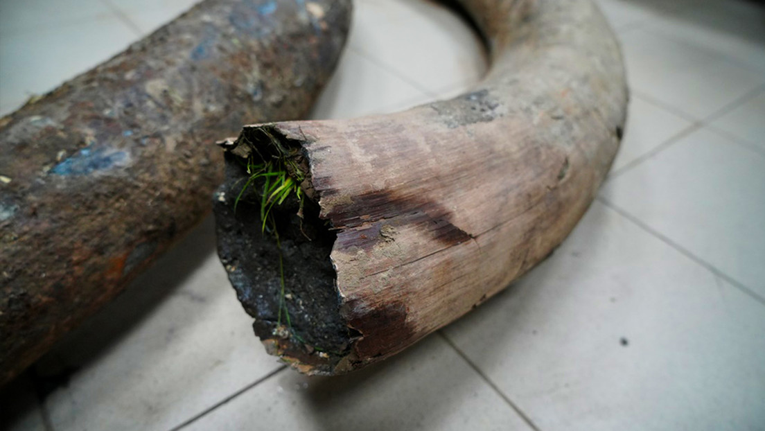 FOTOS: Encuentran colmillos de mamut de cientos de miles de años en Rusia