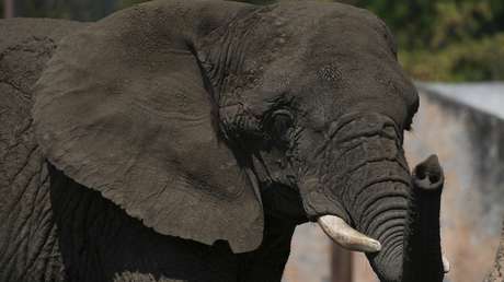 VIDEO: Un elefante es sorprendido 'robando' galletas de arroz y huevos en una tienda