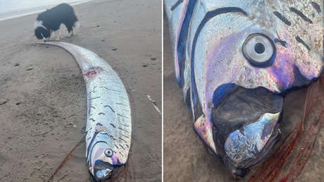 Hallan en una playa un ejemplar de 'pez del juicio final'