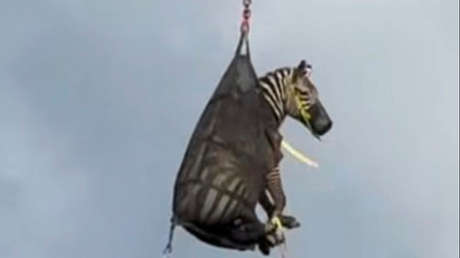 VIDEO: Retorno extravagante de una cebra prófuga