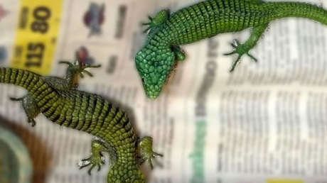 Maletas, reptiles y un viaje a Tokio: la caída de un alfil del tráfico ilegal en México