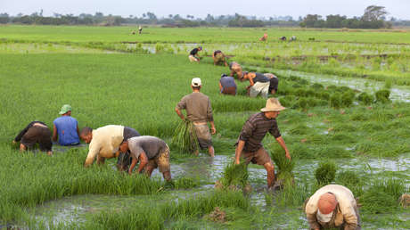 Cuba realiza experimento de cooperación agrícola con Vietnam para reforzar la seguridad alimentaria