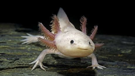 Este anfibio mexicano podría contener la clave para regenerar extremidades humanas