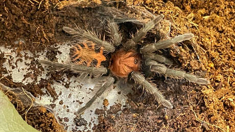 Las tarántulas impresionan hasta con dos patas menos, según estudio