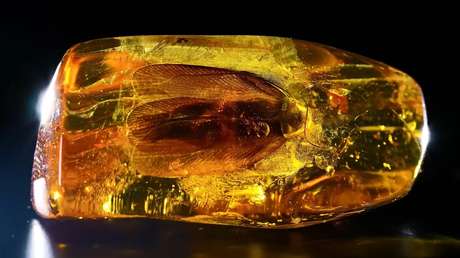 Hallan en Rusia una cucaracha fosilizada de 40 millones de años