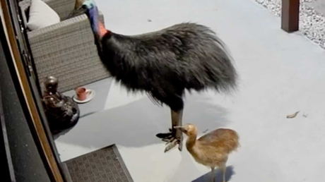 Una mujer y su hija logran escapar del "Freddy Krueger" del reino animal (VIDEO)