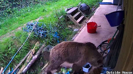 VIDEO: Dos osos escapan de su recinto y se dan un festín